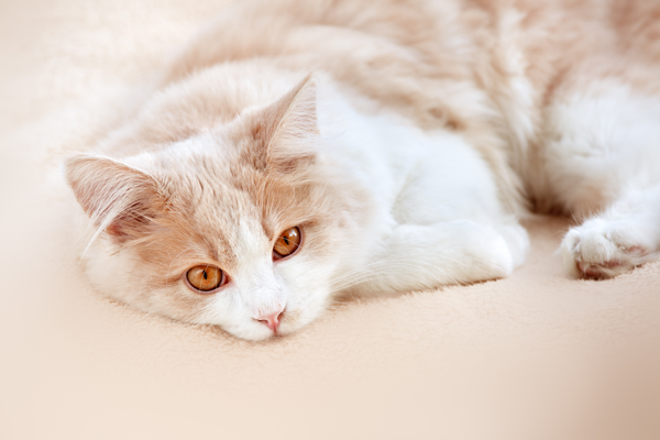 Cat laying down